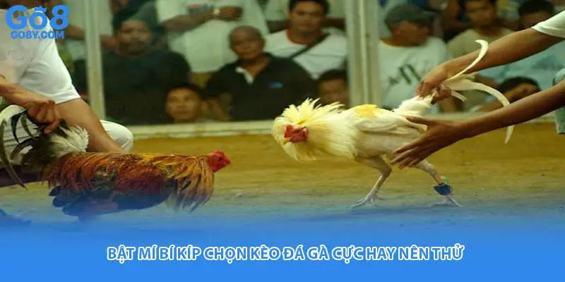 Bật mí bí kíp chọn kèo đá gà cực hay nên thử
