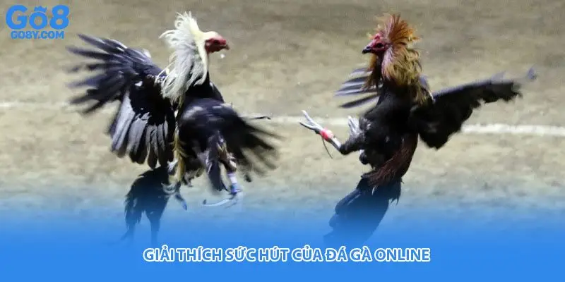 Giải thích sức hút của đá gà online